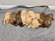Labradoodle Puppies for sale in Shade Gap, PA, USA. price: NA