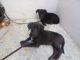 Labradoodle Puppies for sale in Bengaluru - Mangaluru Hwy, Dasanapura, Karnataka, India. price: 20000 INR