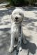 Labradoodle Puppies for sale in DeLand, FL, USA. price: NA