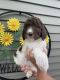 Labradoodle Puppies for sale in St Clair, MI 48079, USA. price: $2,500