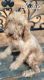 Labradoodle Puppies for sale in Middlesex, NC 27557, USA. price: $500