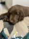 Labradoodle Puppies for sale in Kuna, ID 83634, USA. price: NA