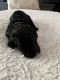 Labradoodle Puppies for sale in Plainwell, MI 49080, USA. price: $1,000