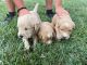 Labradoodle Puppies for sale in Richmond, KY, USA. price: NA