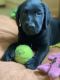 Labradoodle Puppies for sale in Westerville, OH, USA. price: NA