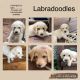 Labradoodle Puppies for sale in Clayton, WI 54004, USA. price: NA