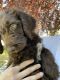 Labradoodle Puppies for sale in Idaho Falls, ID 83406, USA. price: NA