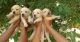 Labradoodle Puppies for sale in Rampura Phul, Punjab, India. price: 4000 INR