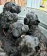 Labradoodle Puppies for sale in Winlock, WA 98596, USA. price: $800