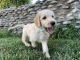 Labradoodle Puppies for sale in Pomona, CA, USA. price: $995