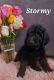 Labradoodle Puppies for sale in 2508 N Lyme Grass Ave, Sioux Falls, SD 57107, USA. price: $1,000