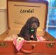 Labradoodle Puppies for sale in Goose Creek, SC 29445, USA. price: $1,800