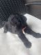 Labradoodle Puppies for sale in Aubrey, TX, USA. price: $2,000