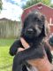 Labradoodle Puppies for sale in Mercersburg, PA 17236, USA. price: $500