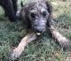 Labradoodle Puppies for sale in Treynor, IA 51575, USA. price: $800