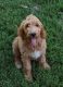 Labradoodle Puppies for sale in Fort Wayne, IN, USA. price: $500