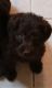 Labradoodle Puppies for sale in Racine County, WI, USA. price: NA
