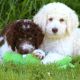 Labradoodle Puppies for sale in Mt Vernon, OH 43050, USA. price: $700