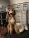 Labradoodle Puppies for sale in Owings Mills, MD, USA. price: $550