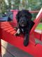 Labradoodle Puppies for sale in Woodland, WA 98674, USA. price: $1,000