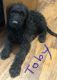 Labradoodle Puppies for sale in Treynor, IA 51575, USA. price: NA