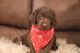 Labradoodle Puppies for sale in 2722 Dewberry Rd, Morrill, KS 66515, USA. price: NA