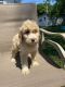 Labradoodle Puppies for sale in Racine, WI 53404, USA. price: NA
