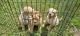 Labradoodle Puppies for sale in Lakeland, FL, USA. price: NA