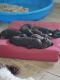 Labradoodle Puppies for sale in Hamshire, TX 77622, USA. price: NA