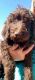 Labradoodle Puppies for sale in 9601 N 34th Ave, Phoenix, AZ 85051, USA. price: NA