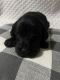 Labradoodle Puppies for sale in Plainwell, MI 49080, USA. price: $800