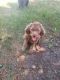 Labradoodle Puppies for sale in Delano, MN 55328, USA. price: $800