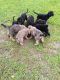 Labradoodle Puppies for sale in Newtonsville, OH, USA. price: NA