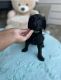 Labradoodle Puppies for sale in Fayetteville, NC, USA. price: $1,500