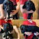 Labradoodle Puppies for sale in Hamler, OH 43524, USA. price: $650