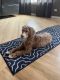 Labradoodle Puppies for sale in Des Plaines, IL, USA. price: NA