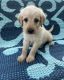 Labradoodle Puppies for sale in Dickson, TN, USA. price: $500