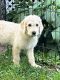 Labradoodle Puppies for sale in Clayton, WI 54004, USA. price: NA