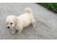 Labradoodle Puppies for sale in Pearland, TX 77584, USA. price: NA