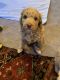 Labradoodle Puppies for sale in Morristown, TN, USA. price: $1,800