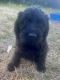 Labradoodle Puppies for sale in Tacoma, WA 98467, USA. price: $1,300