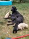 Labradoodle Puppies for sale in Kimball, NE 69145, USA. price: $1,500
