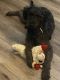 Labradoodle Puppies for sale in Wellington, CO 80549, USA. price: NA