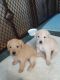 Labradoodle Puppies for sale in Webster, FL 33597, USA. price: NA