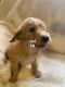 Labradoodle Puppies for sale in Floresville, TX 78114, USA. price: $500