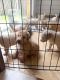 Labradoodle Puppies for sale in Miami, FL, USA. price: $1,500