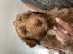 Labradoodle Puppies for sale in Menifee, CA 92586, USA. price: NA