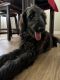 Labradoodle Puppies for sale in Seneca, SC, USA. price: NA