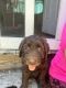 Labradoodle Puppies for sale in Epping, NH 03042, USA. price: $750