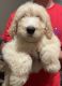 Labradoodle Puppies for sale in Berkshire Manor Dr, Alpharetta, GA 30022, USA. price: $1,600